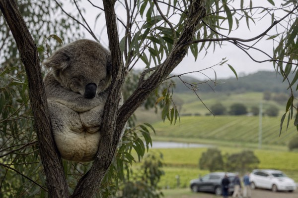 Yarra Valley Wildlife & Wine Day Tour with Healesville Sanctuary