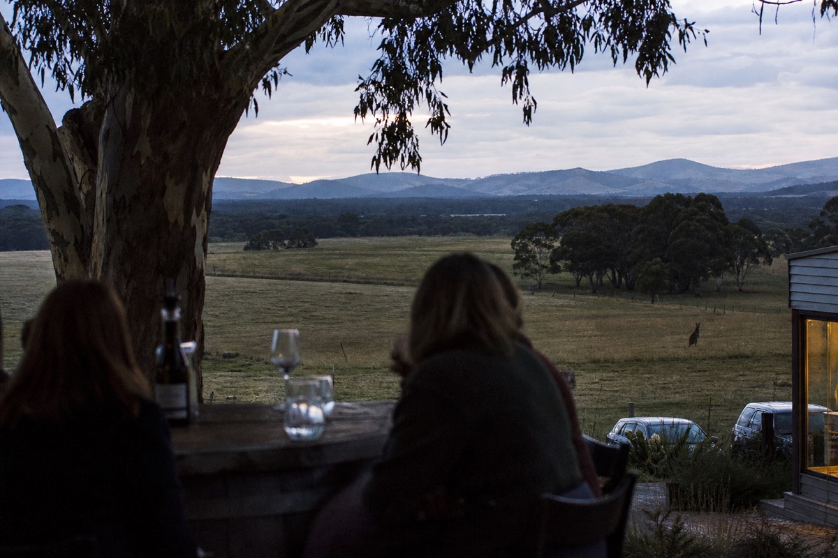Wine tasting set beside a gum tree with a kangaroo silhouette in the far paddock