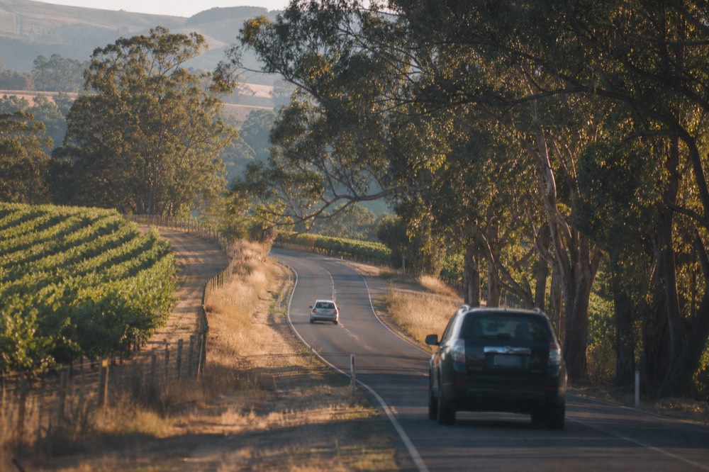 Winding two-lane country road cutting between vineyard blocks and eucalyptus trees under low afternoon light