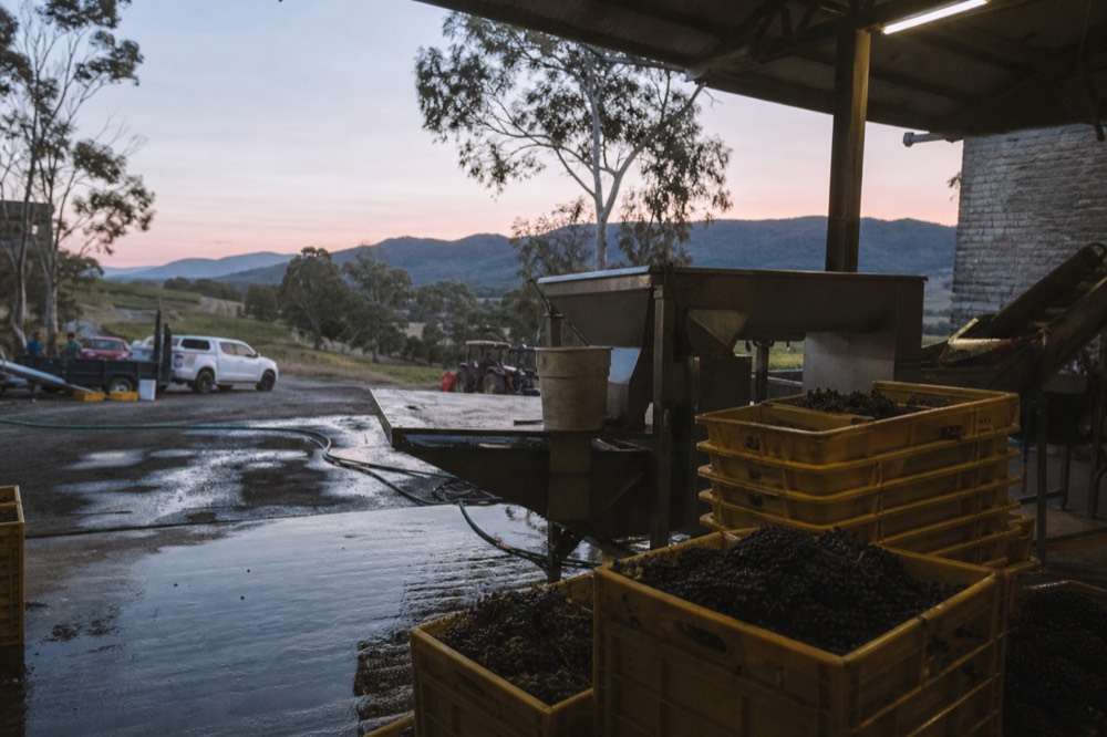 Yellow crates of dark grapes stacked beside a stainless crush pad, hoses and a concrete apron wet from washing down