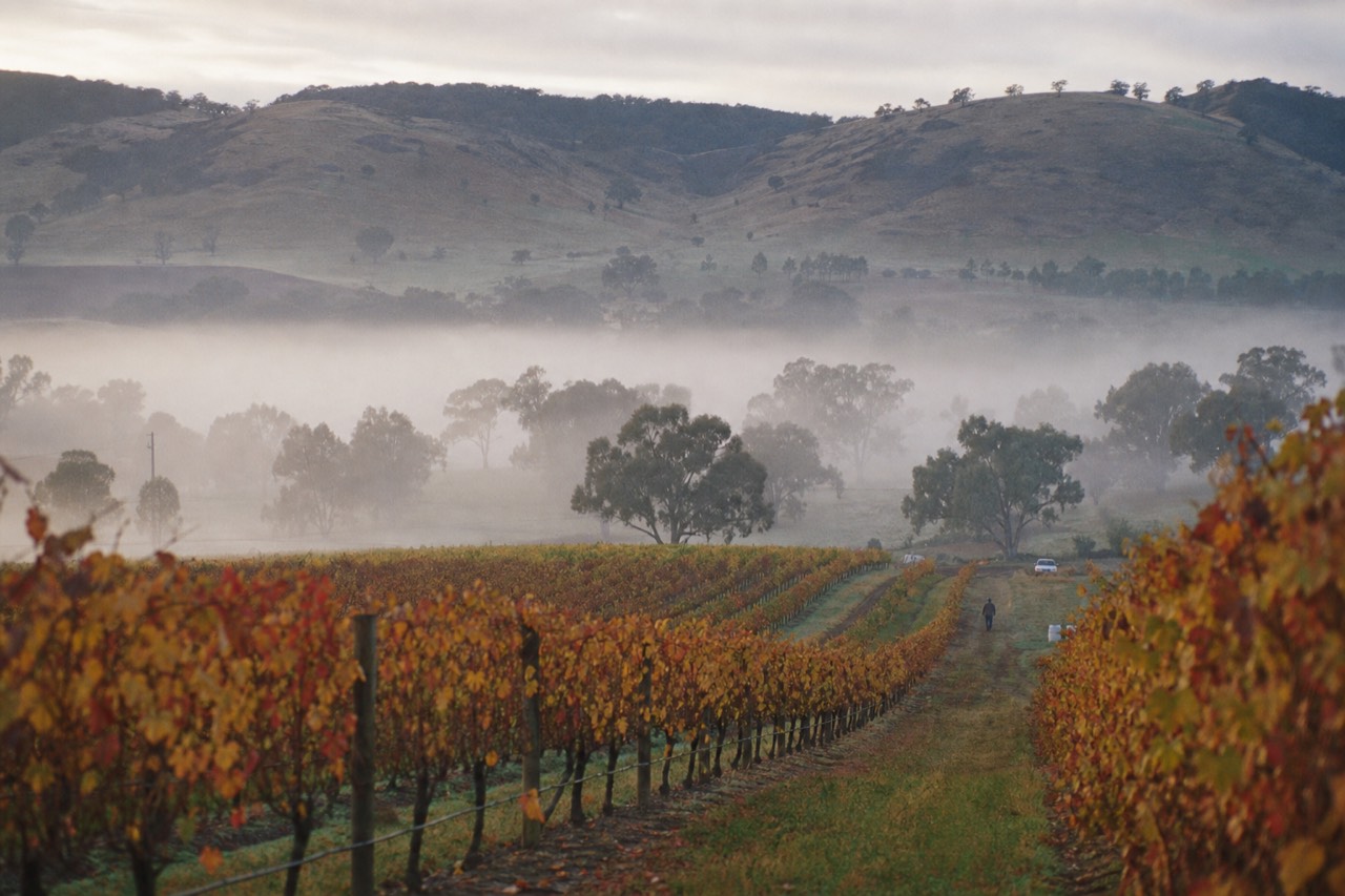 Vine rows in autumn colour running downhill into low morning mist, bare hills and gum trees on the far side of the valley