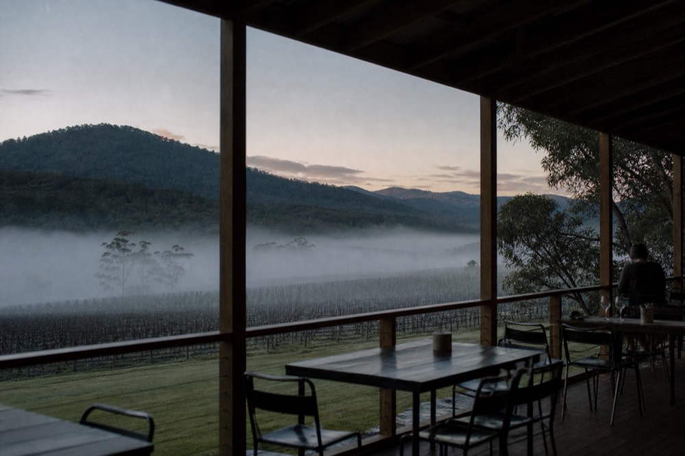 Early morning fog lying in a vineyard valley with rows of bare vines emerging from the mist and forested hills above