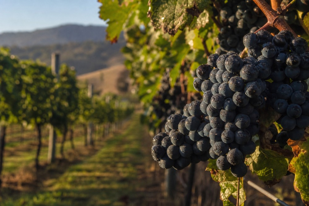 Close-up of a bunch of dark pinot noir grapes on the vine with dew on the skins and green leaves out of focus behind