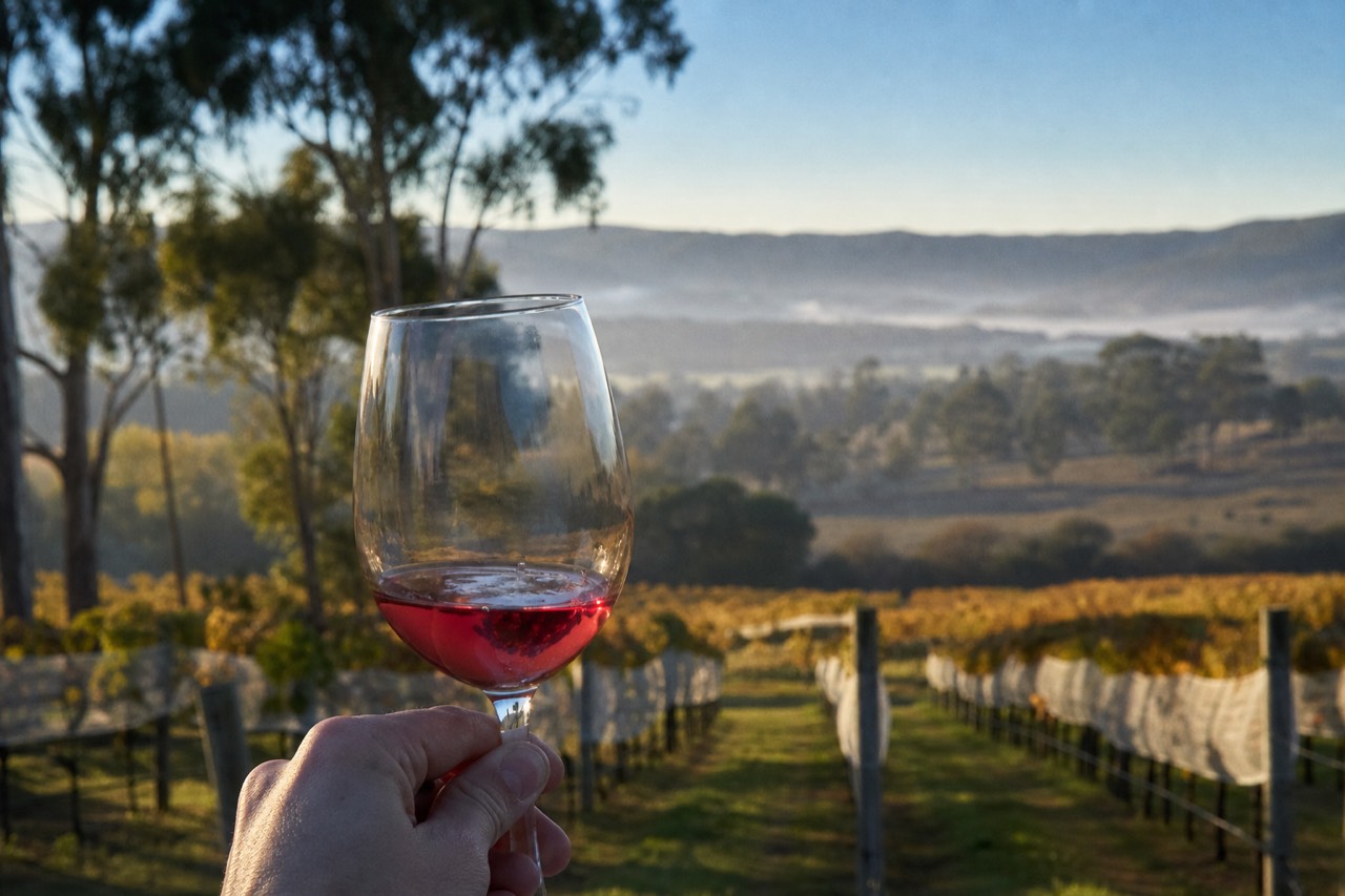 A glass of pale ruby pinot noir held up against a background of vineyard rows on a cool misty morning