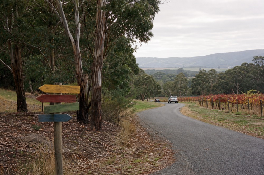 A narrow country road curving between vineyard blocks and stands of eucalyptus in the Mornington Peninsula hinterland, hand-painted cellar door direction signs at the junction