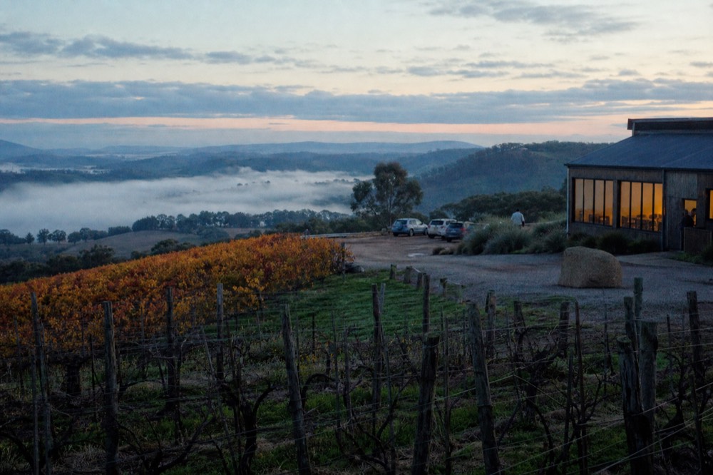 Autumn vineyard rows in gold and rust colour on a peninsula slope, morning mist sitting in the hollow below, bare pruned vines in the foreground