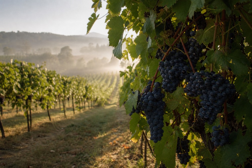 Close-up of dark pinot noir grape bunches on the vine with morning mist hanging over the rows behind