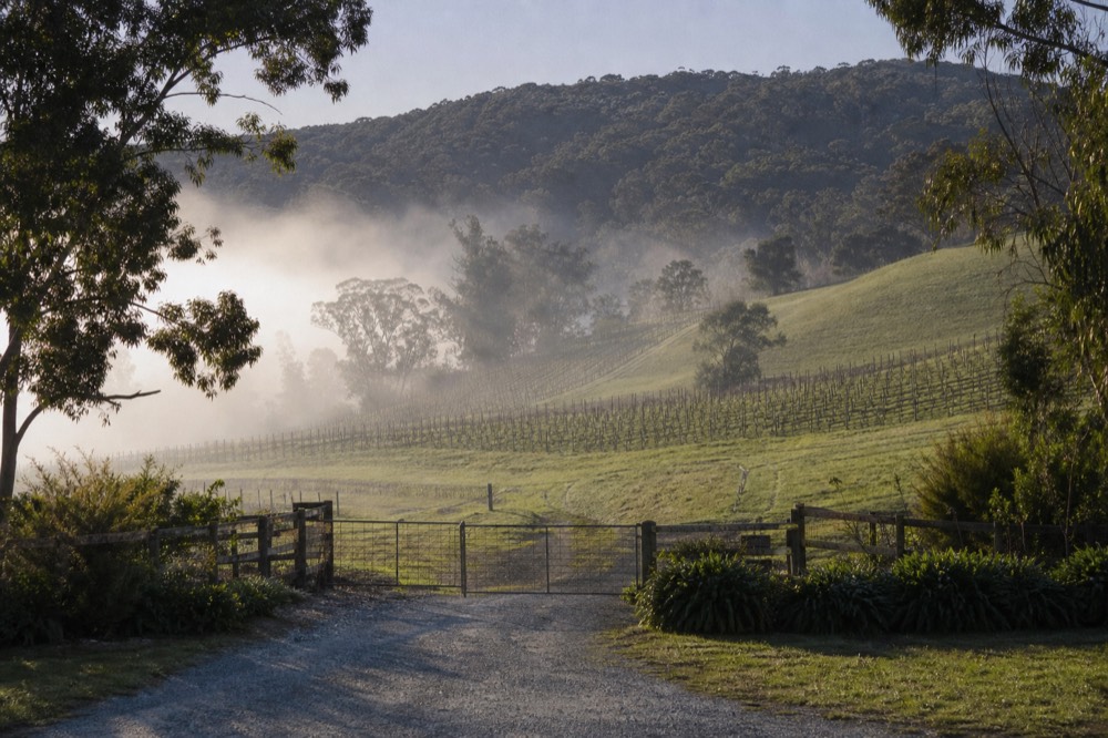 A closed farm gate at the end of a gravel driveway with old vines stretching up the hill behind it in low afternoon light
