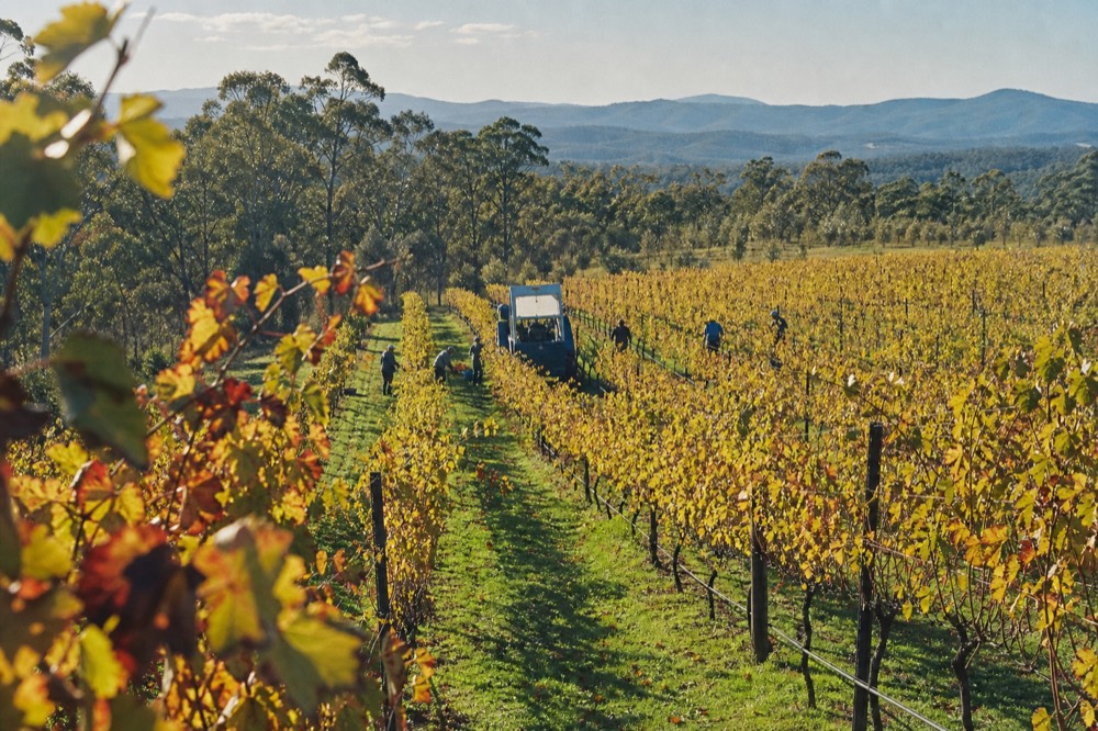 Vineyard rows in full autumn colour with golden and red leaves under a low sun and hills fading into haze behind