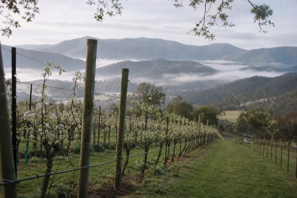 Wide view of vineyard rows sloping down to a valley floor with morning mist sitting between the hills