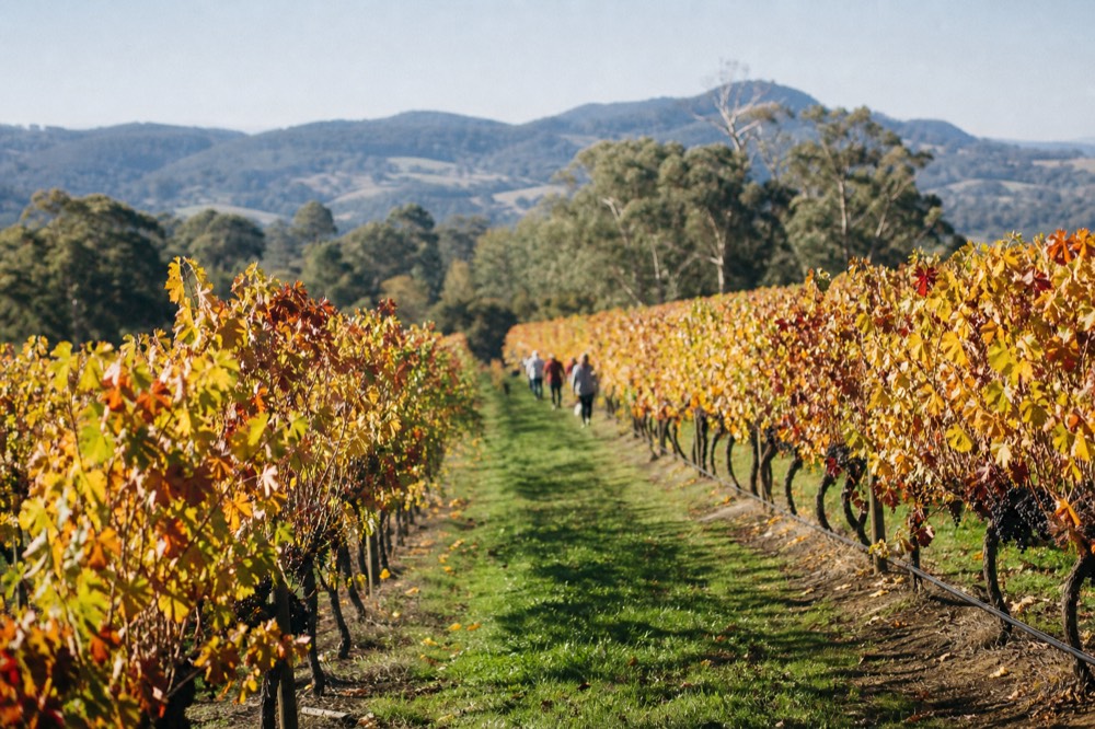 Vine leaves turning gold and red in autumn with bare soil between the rows and hills fading into haze