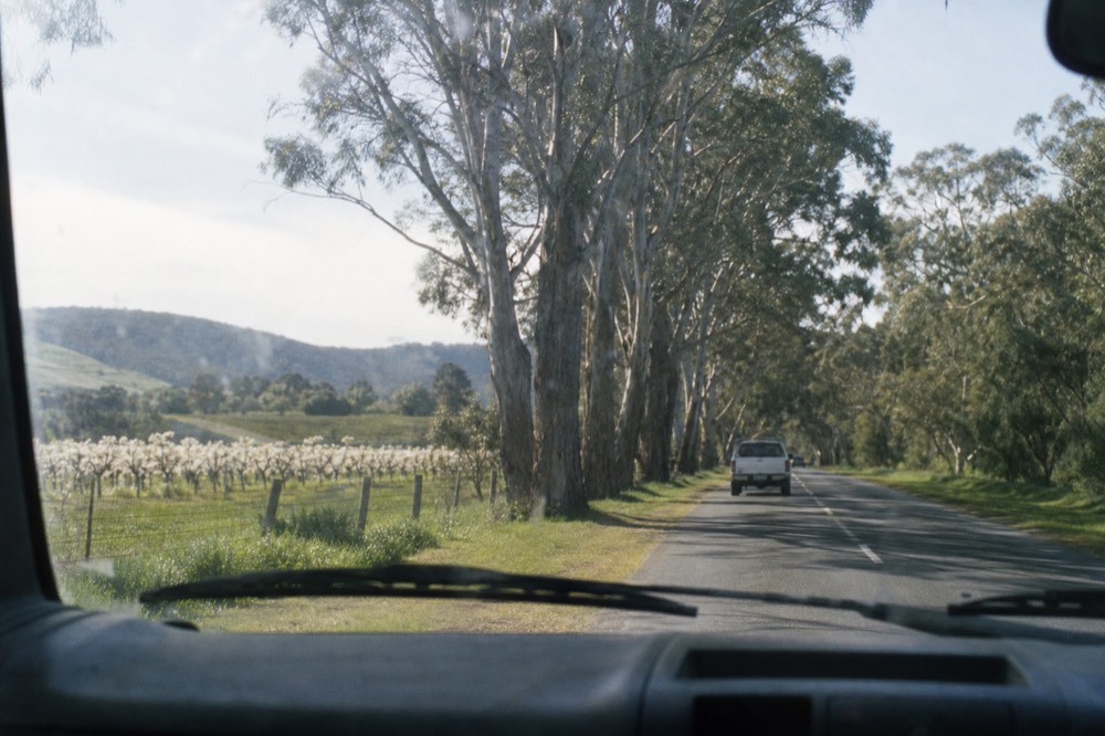 View through a van windscreen along a two-lane country road lined with eucalypts, vineyards visible in gaps on the left