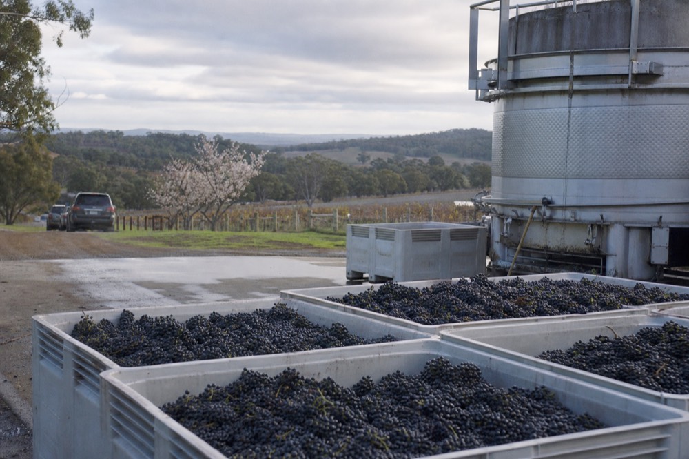 Full bins of dark grapes on a concrete crush pad beside a stainless press during harvest