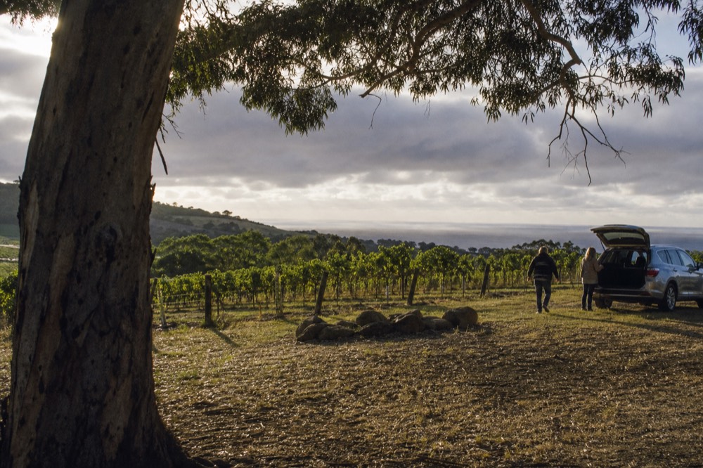 Coastal vineyard on a ridge with the sea visible beyond the last row of vines under a windy grey sky