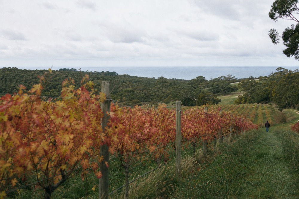 Coastal vineyard rows on a gentle slope with a strip of grey-blue sea visible over the treeline in the distance